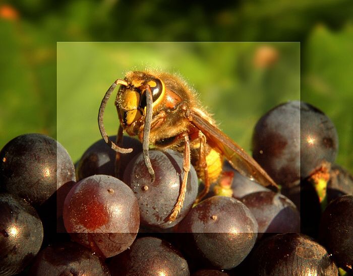 Vinobraní