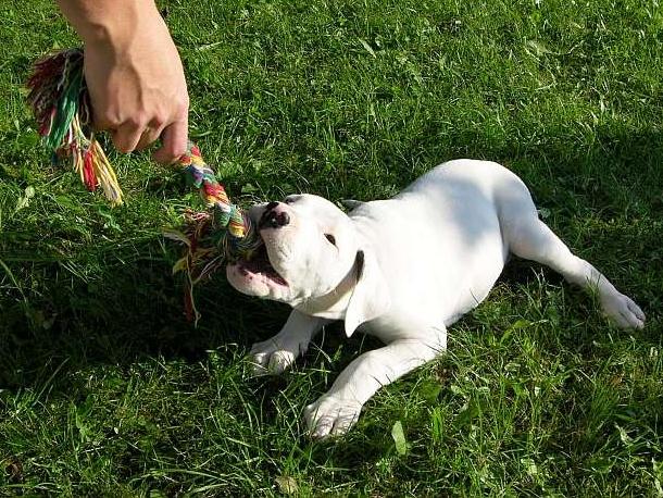 Aisha Manea Silesia I