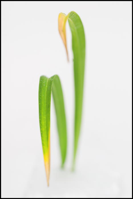 nový macro dobře mete