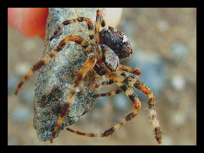 Takový malý neškodný