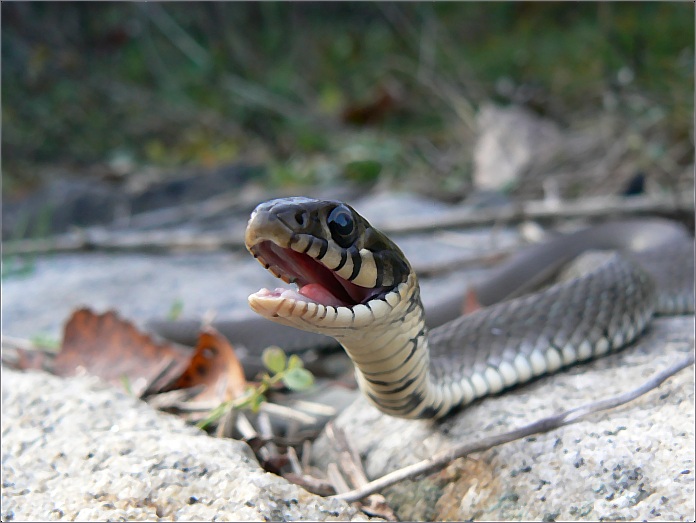 Užovka? Pevně jsem v to věřil, když jsem se k ní plazil.