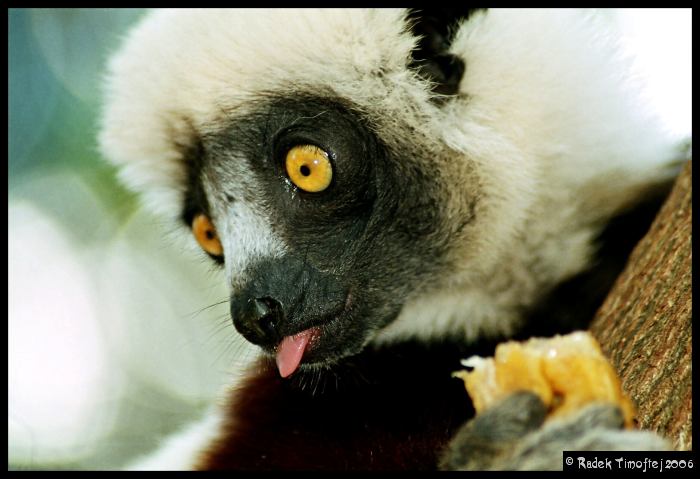 Pohled Madagaskaru
