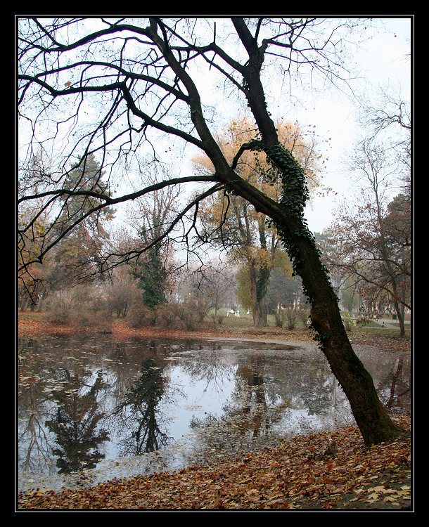 Naklonený strom