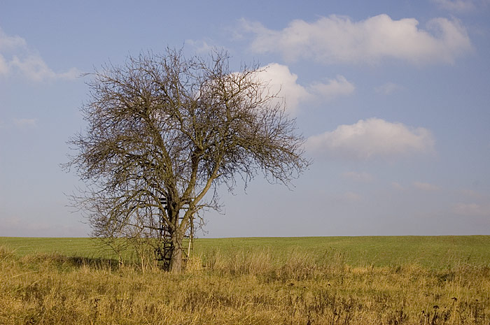 Osamělý strom