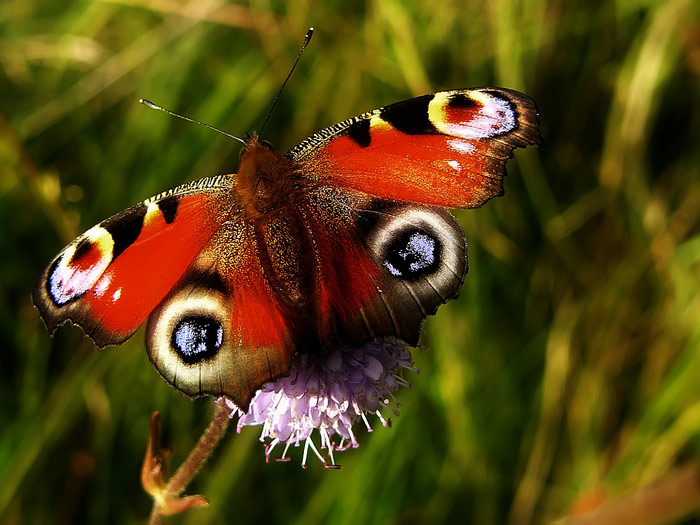 Čoskoro opäť priletia...