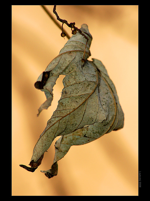 Podzimní parašutista