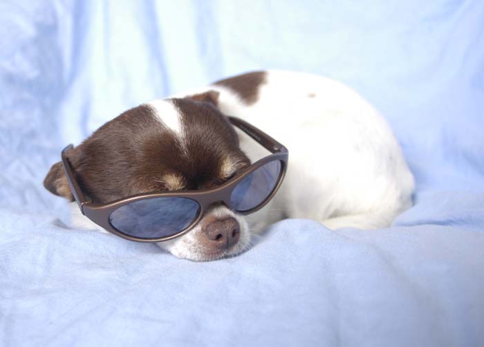 chihuahua ve slunečních brýlích
