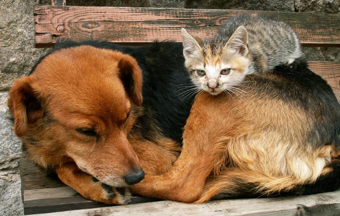 zvířecí přátelé podruhé