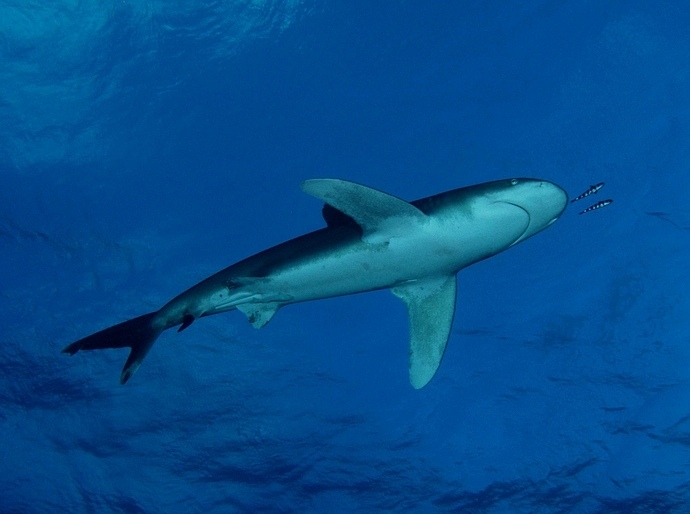 Oceanic