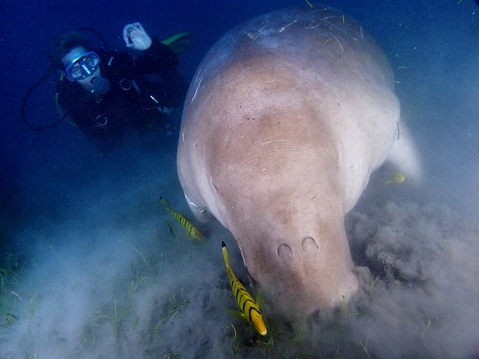 Dugong a Monika