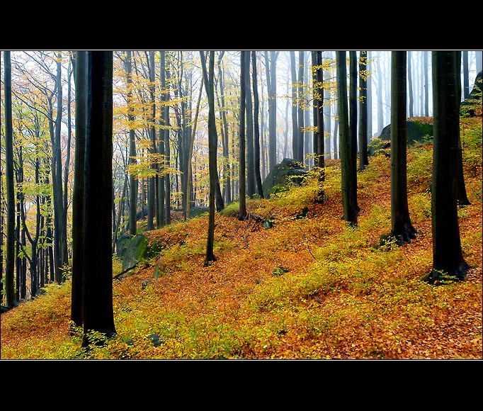 ráno v mokrém lese
