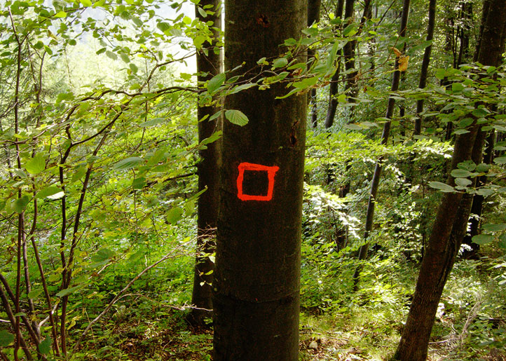 Symbol lesní