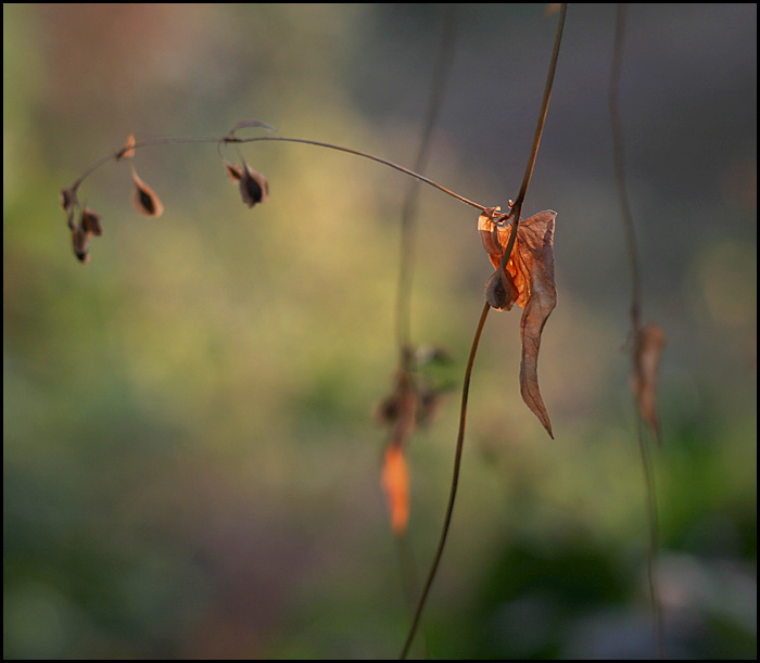 Podzimní zahrada IV