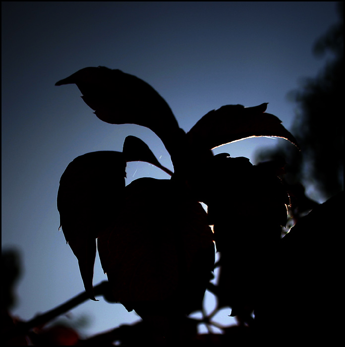 Silueta