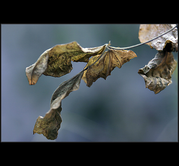 Jesenné momentky II