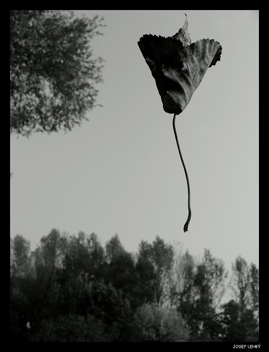 Podzimní tanečnice