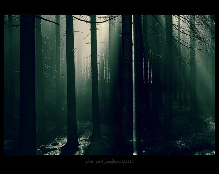 ... světlo mezi stromy ...