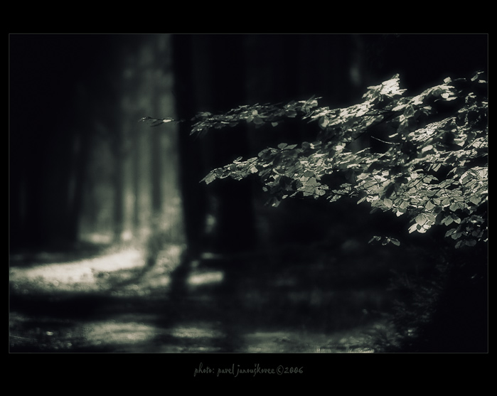 ... světlo mezi stromy ...