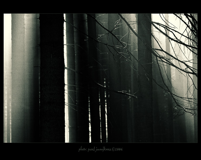 ... světlo mezi stromy ...