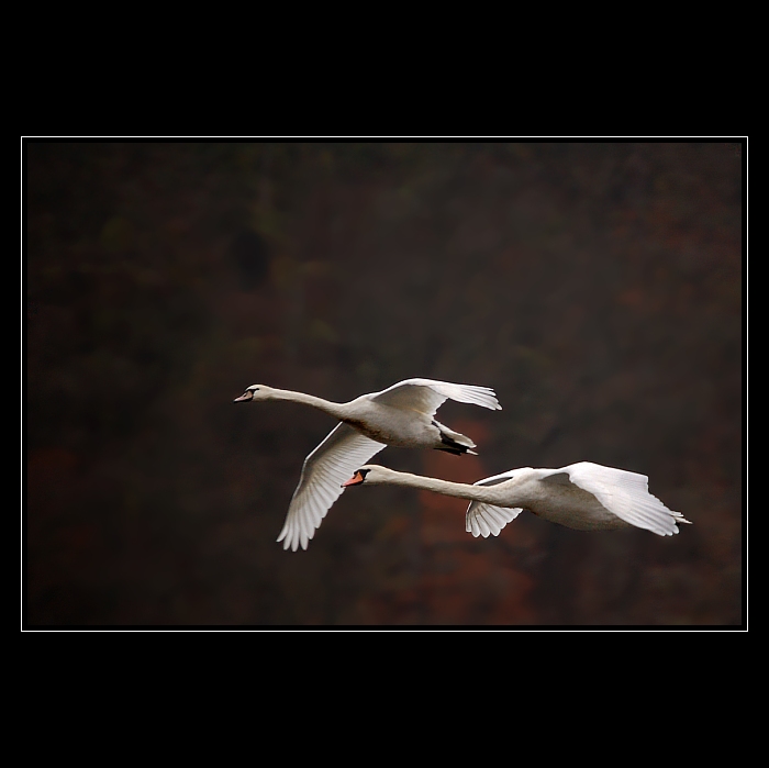 Já tam budu dřív...