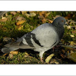 .: PTAČÍ PÓZOVÁNÍ :.