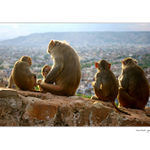 pravidelní diváci každodenní show nad městem