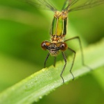 Šídlatka páskovaná