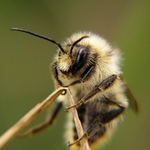 Kožíšek je jako nový