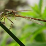 Šídlatka páskovaná