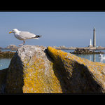 Jen malý krůček pro racka ...