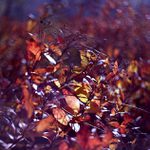 Z čarovného hájku...