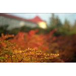 Zátiší s domečkem