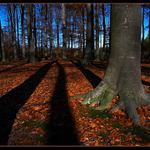 ...když se v lese stmívá..