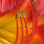 ***Canon 100/2,8 makro***