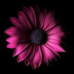 ***byla jedna kytička...