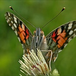 To víš, že mi chutná