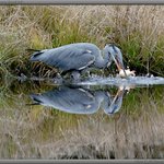 Volavka s mrtvou rybou