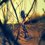 a ptáci zešíleli..