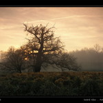 Dobré ráno .. Pohansko!