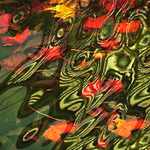 snění o fénixovi II.