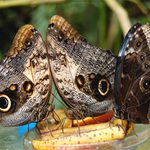 krmení dravé zvěře