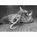 ...čistota nade vše...