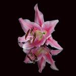 - Podzimní kráska -