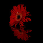 - Drahá polovička -