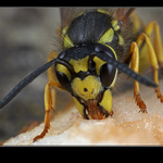 ..:: na hruškách ::..