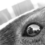 \'\'Život v oku morčete\'\'