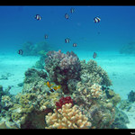 Nemo sa nasiel...:o)