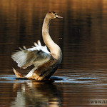 Labuť velká - Cygnus olor