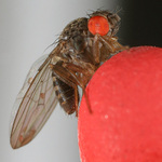 OCTOMILKA OBECNÁ (Drosophila melanogaster)