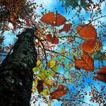 Podzimní listy a strom